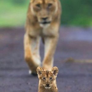 Meet your Posher, Golnaz